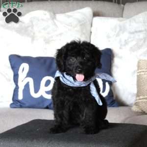 Barley, Mini Goldendoodle Puppy